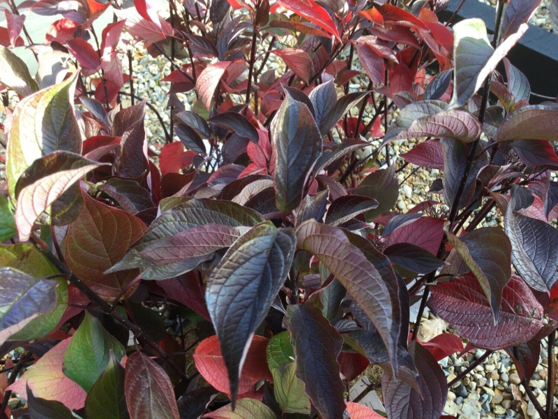 Svíb biely ´Kesselringii´