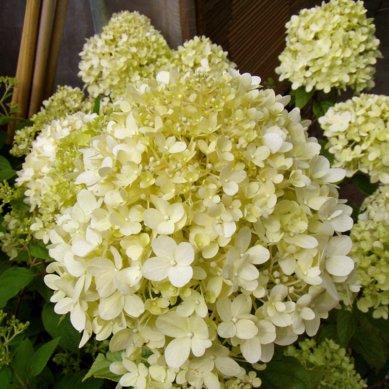 Hortenzia metlinatá ´Limelight´ na kmienku