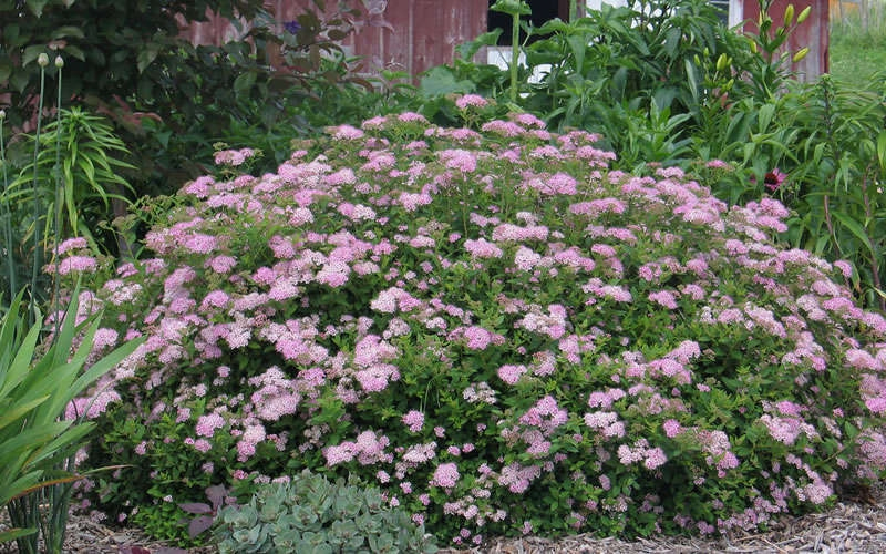 Tavoľník japonský ´Little Princess´ 2l