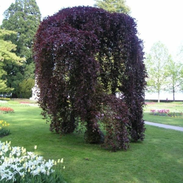 Buk lesný ´Haaren´