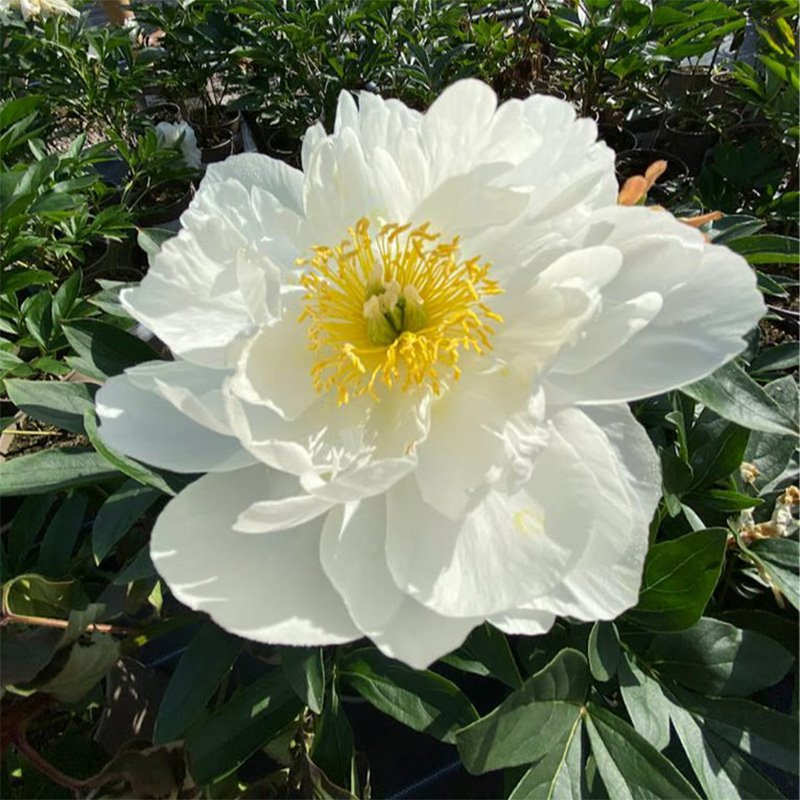 Pivonka čínska ´Miss America´