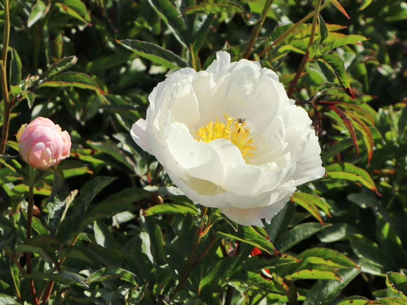 Pivonka čínska ´Miss America´