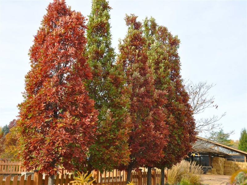 Dub stĺpovitý ´Crimschmidt´