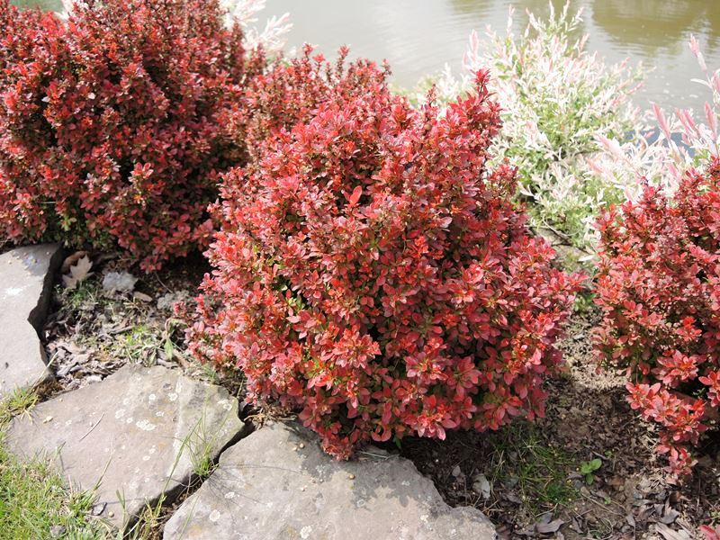 Dráč Thunbergov ´Admiration´