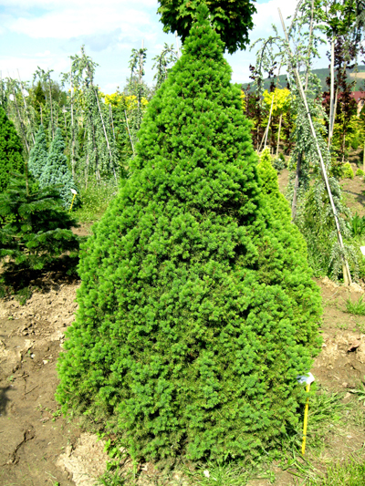 Smrek biely ´Conica´ 100 - 110cm