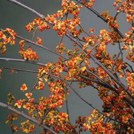 Bršlenec kruhovitý ´Hermaphroditus´