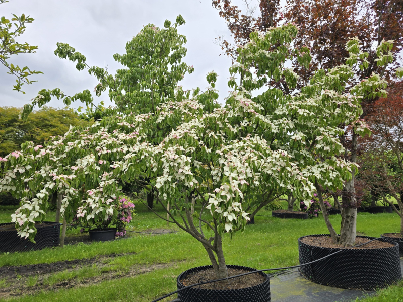 Drieň kousa China Girl