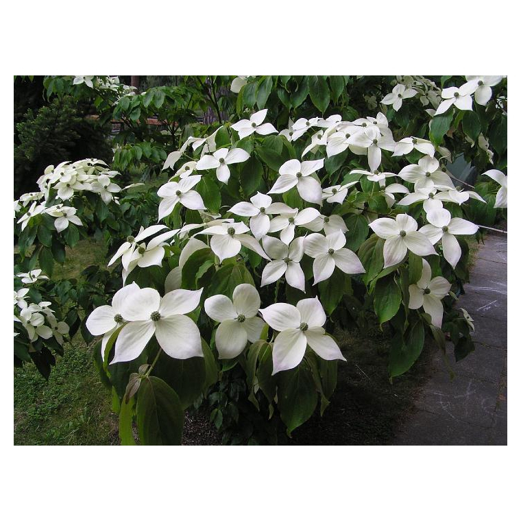 Drieň kousa ´Teutonia´