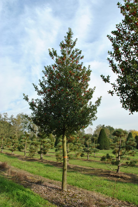 Cezmína ostrolistá na kmienku
