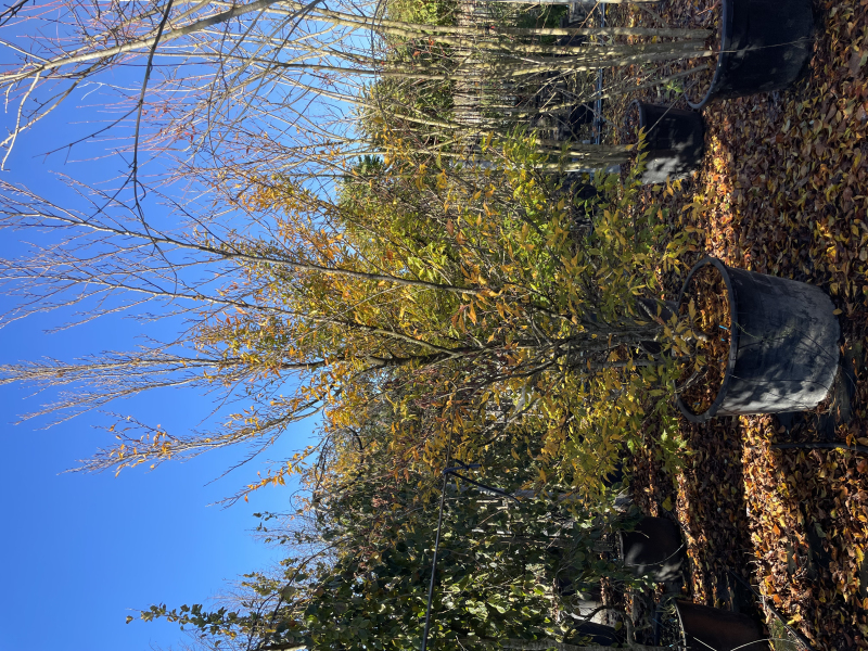 Buk lesný ’Asplenifolia’