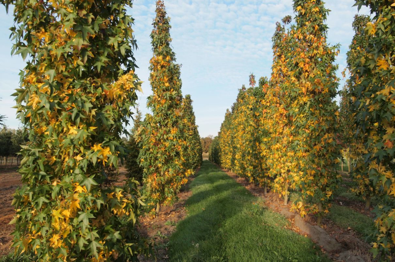 Ambrovník ´Slender Silhouette´ 200 - 250cm