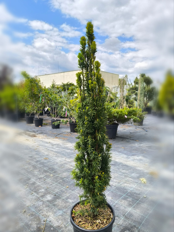 Tis obyčajný ´Hibernica´