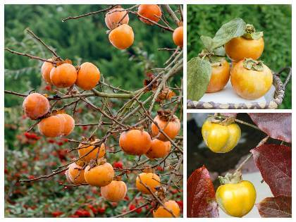 Hurmikaki ´CIOCCOLATINO´ na kmienku 9l