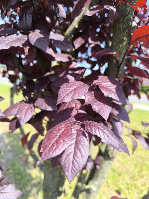 Slivka čerešňoplodá viackmenná