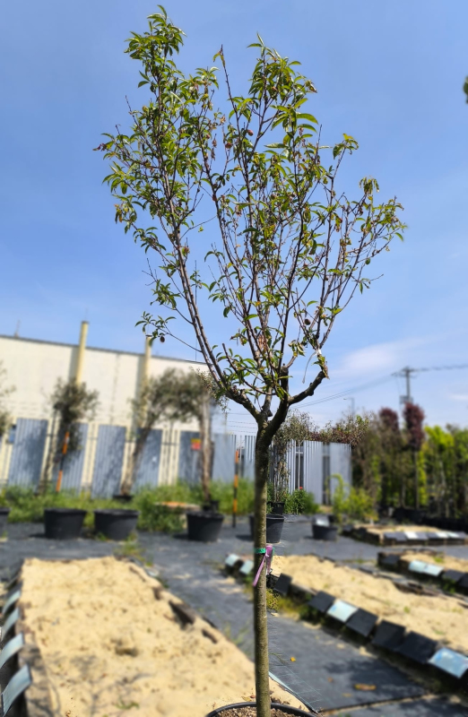 Nektarinka "Big Top" skorá