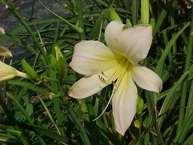 Ľaliovka ´Astolat´