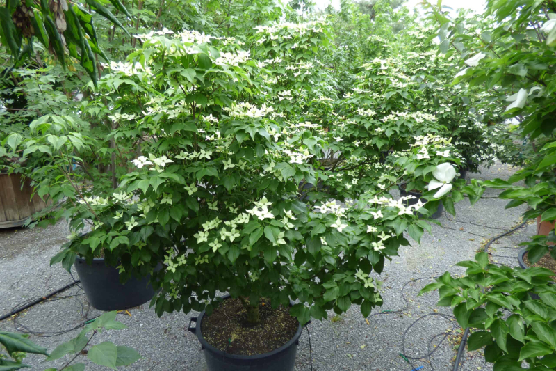 Drieň kousa ´Schmetterling´