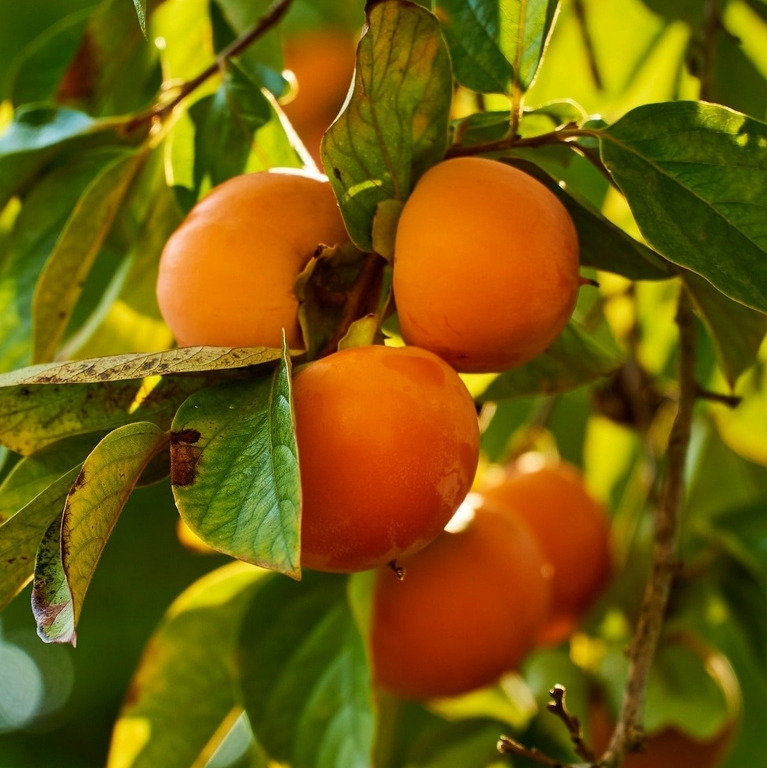 Hurmikaki ´Hanafujio´ na kmienku