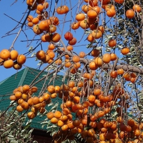 Hurmikaki ´Hanafujio´ na kmienku