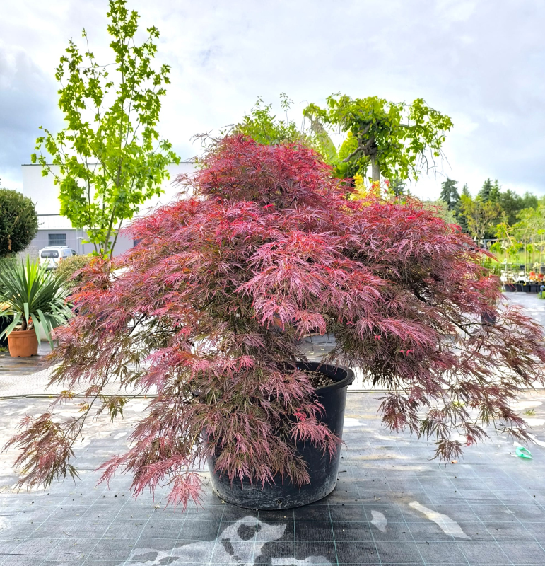 Javor dlaňovitolistý ´Inaba Shidare´ na kmienku