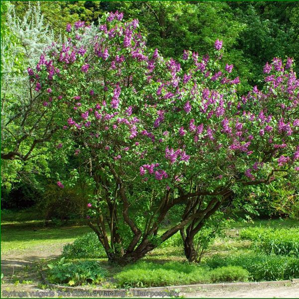 Orgován obyčajný (Syringa vulgaris)