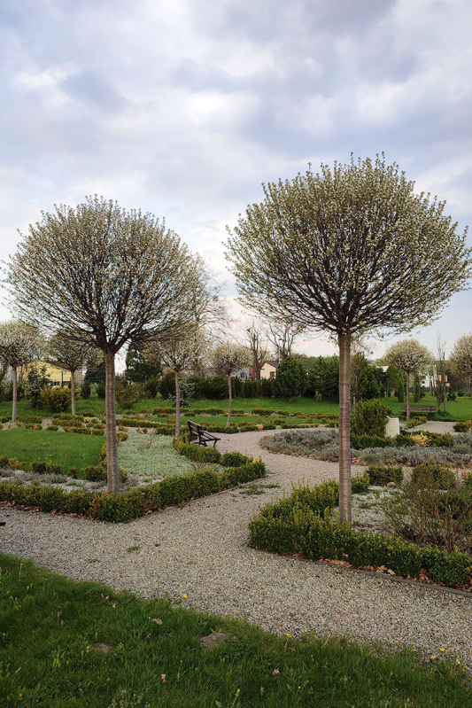 Čerešňa krovitá ´Umbraculifera´ na kmienku 230cm