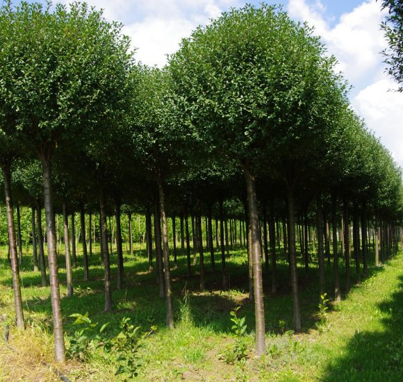 Čerešňa krovitá ´Umbraculifera´ na kmienku 230cm