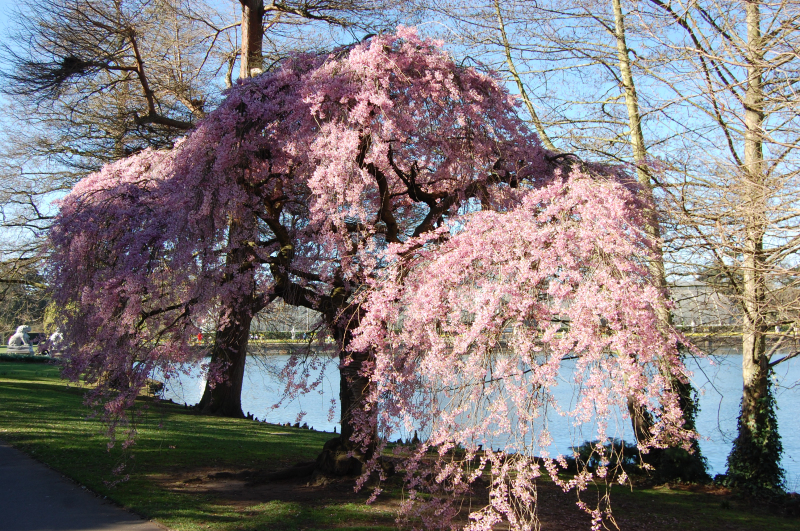 Višňa okrasná ´Pendula Rubra´ (Sakura)