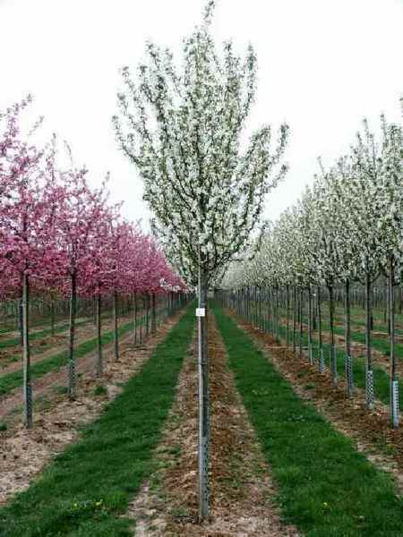 Jabloň okrasná ´Street Parade´