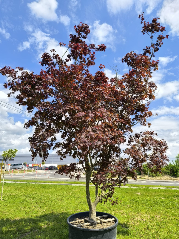 Javor  dlaňovitolistý ´Bloodgood´ 500cm