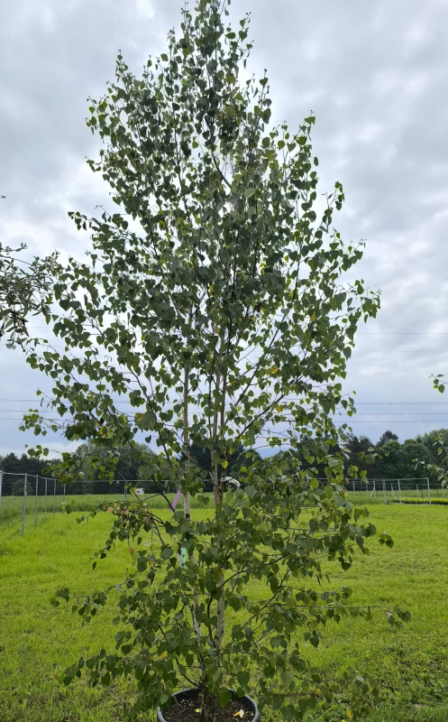 Breza  ´Alba´ viackmeň