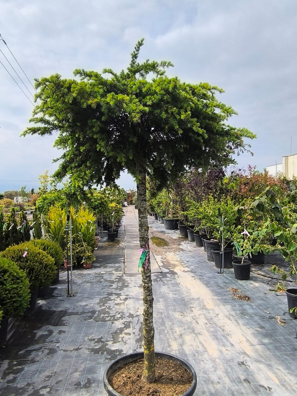 Céder libanonský na kmienku