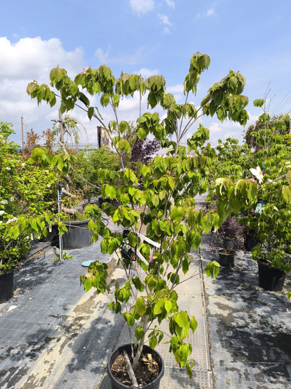 Drieň kousa ´Teutonia´