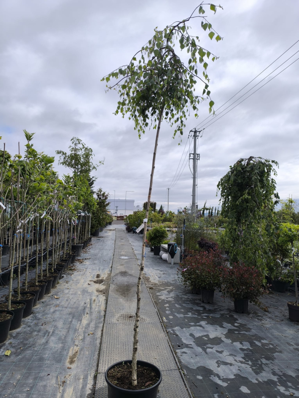 Breza previsnutá ´Youngi´