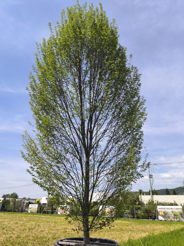 Hrab obyčajný ´Fastigiatta´