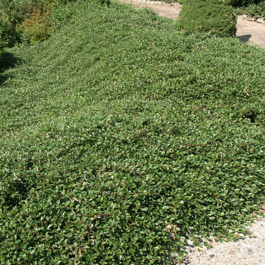 Skalník damerov ’Major’