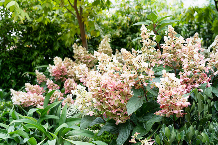 Hortenzia metlinatá ´Candlelight´