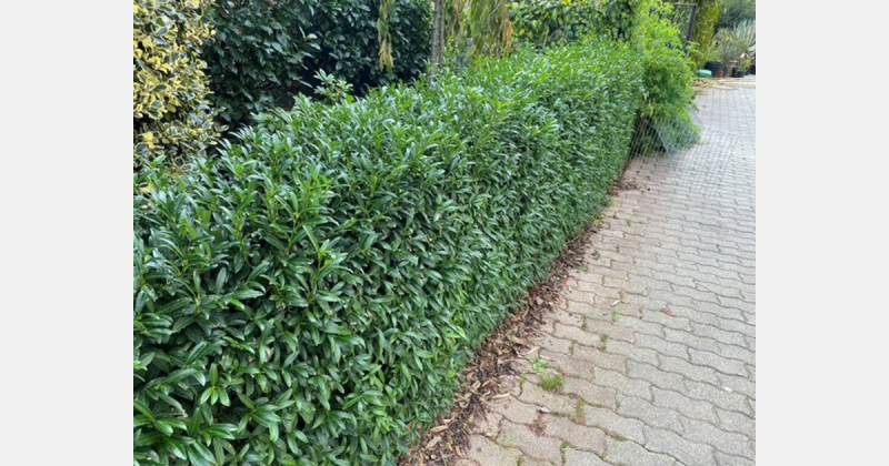 Vavrínovec lekársky ´Sofia´