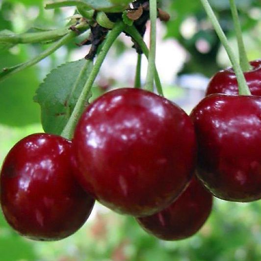 Višňa "Fanal" poloskorá