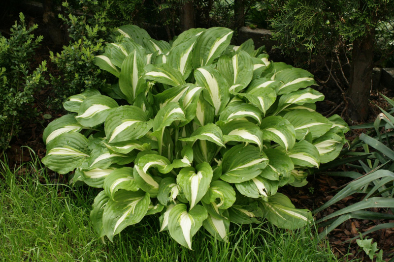 Hosta  ’Univittata’