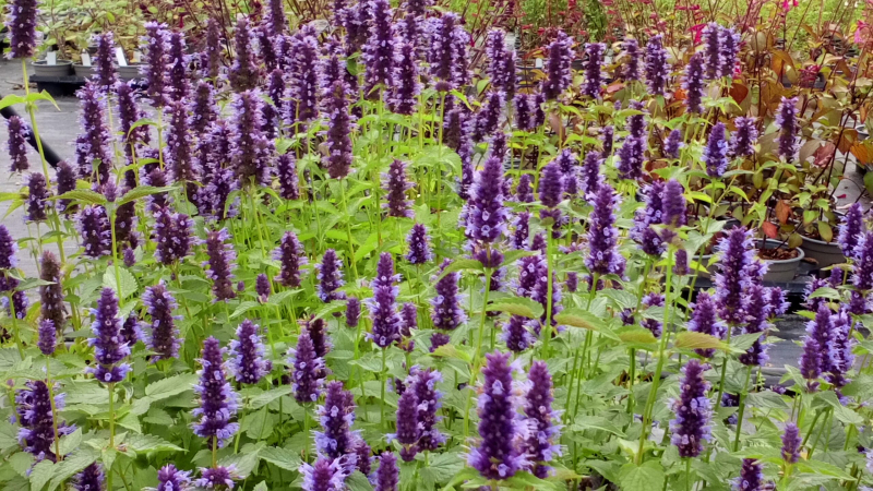 Agastache ´Little Adder´