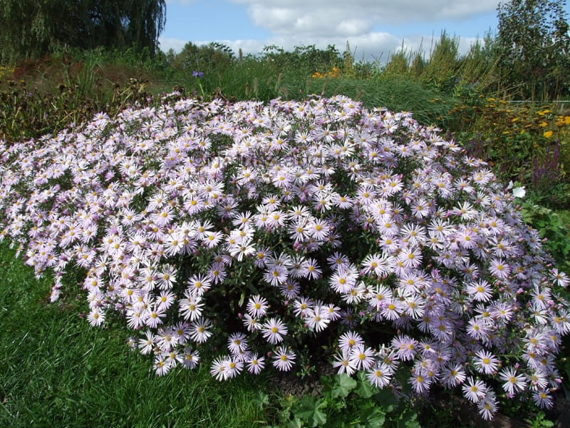Astra pyrenejská ’Lutetia’
