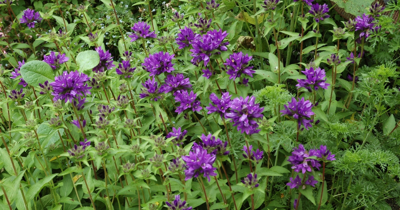 Zvonček klbkatý ’Superba´