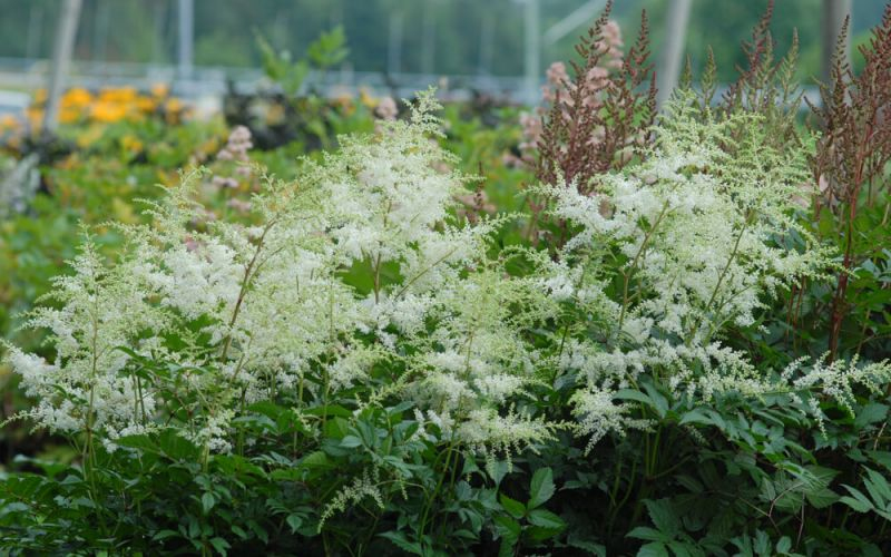 Astilba ’Brautschleier’