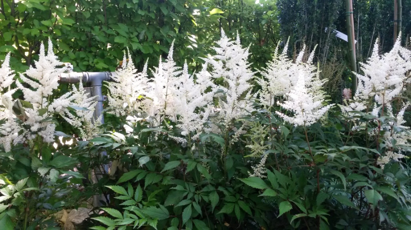 Astilba ’Brautschleier’