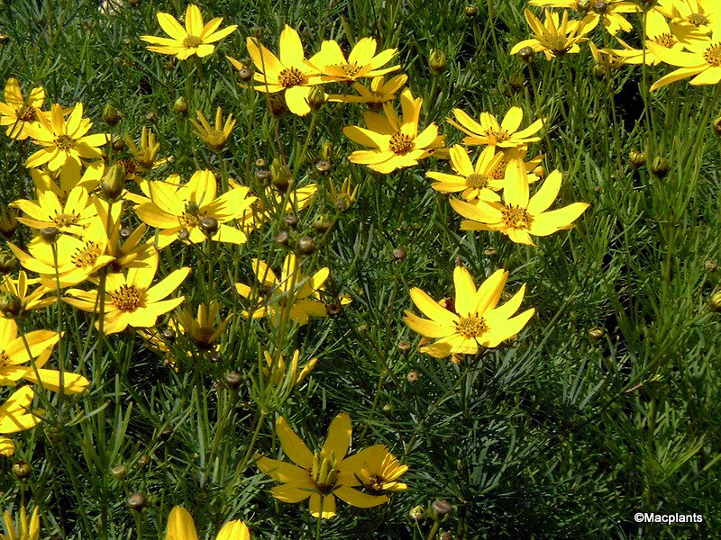 Kráska praslenová ´Grandiflora´