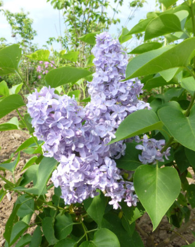 Orgován obyčajný Carpe Diem