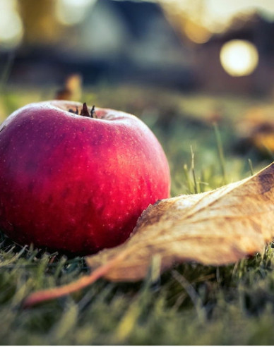 Jabloň ´Florina´ zimná, podp. M26, kont. 5l