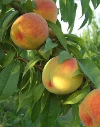 Broskyňa ´Baby Gold 6´ neskorá, podpn. GF677, kont. 5l