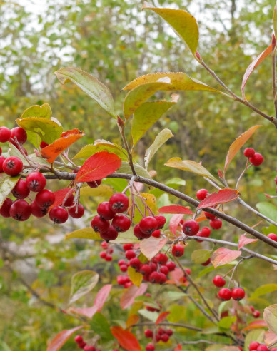 Jarabina ´Sladkoplodá Moravská´ Stromčeková, kont. 5l